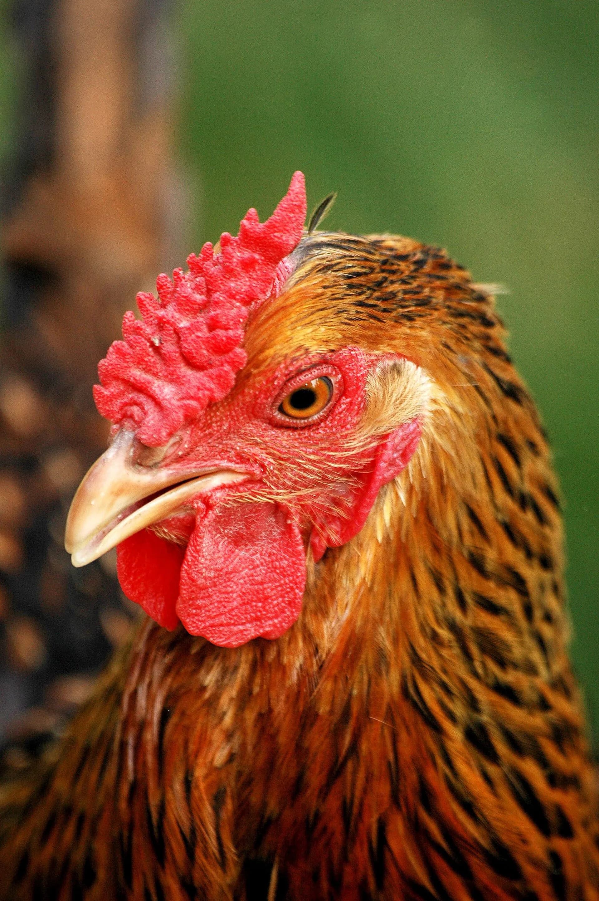 Golden Laced Wyandotte: Complete Breed Guide