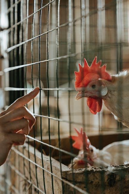 Chickens in a coop being tended to by their keeper