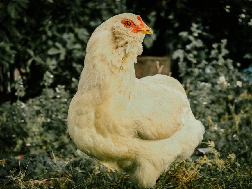 A healthy white chicken standing in a lush green garden showing alert, active behavior