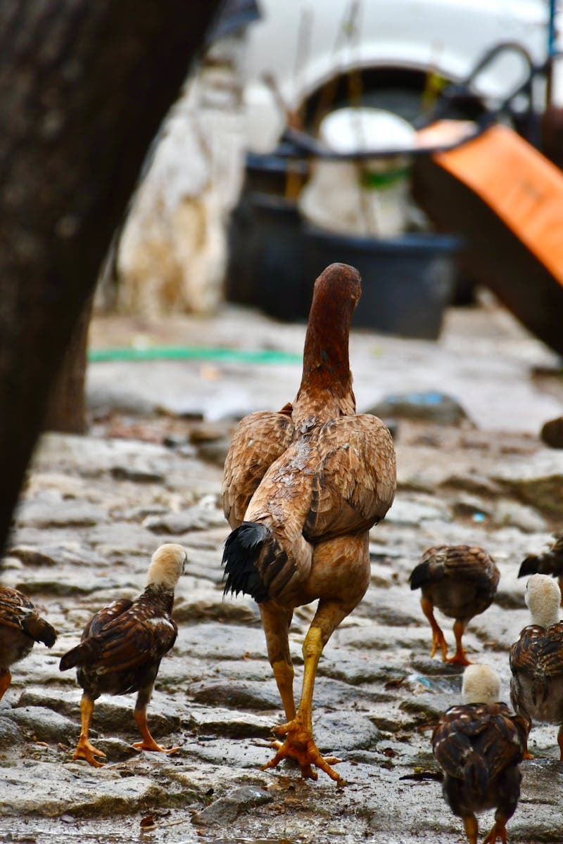 Fluffy hen walking with her chicks along a cobblestone path