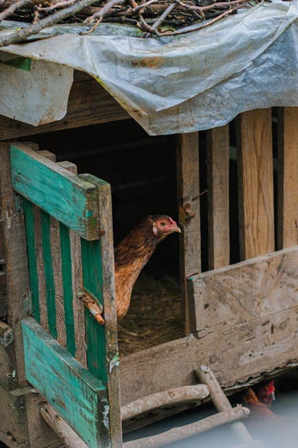 A curious hen peeking through a rustic wooden coop door