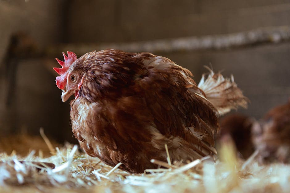 Hen resting comfortably on hay bedding inside a barn