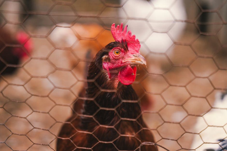 Close-up of a hen's face visible through wire fence mesh in a secure chicken run