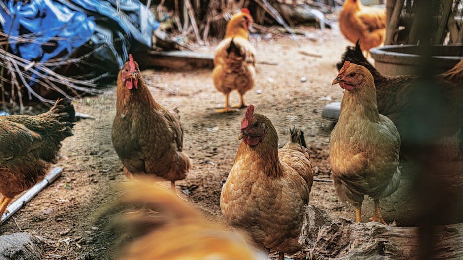 Chickens free ranging in a farmyard with access to dirt for dust bathing