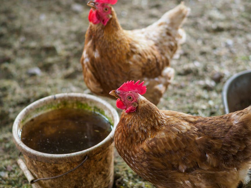Two hens standing near a water bucket on a farm in summer