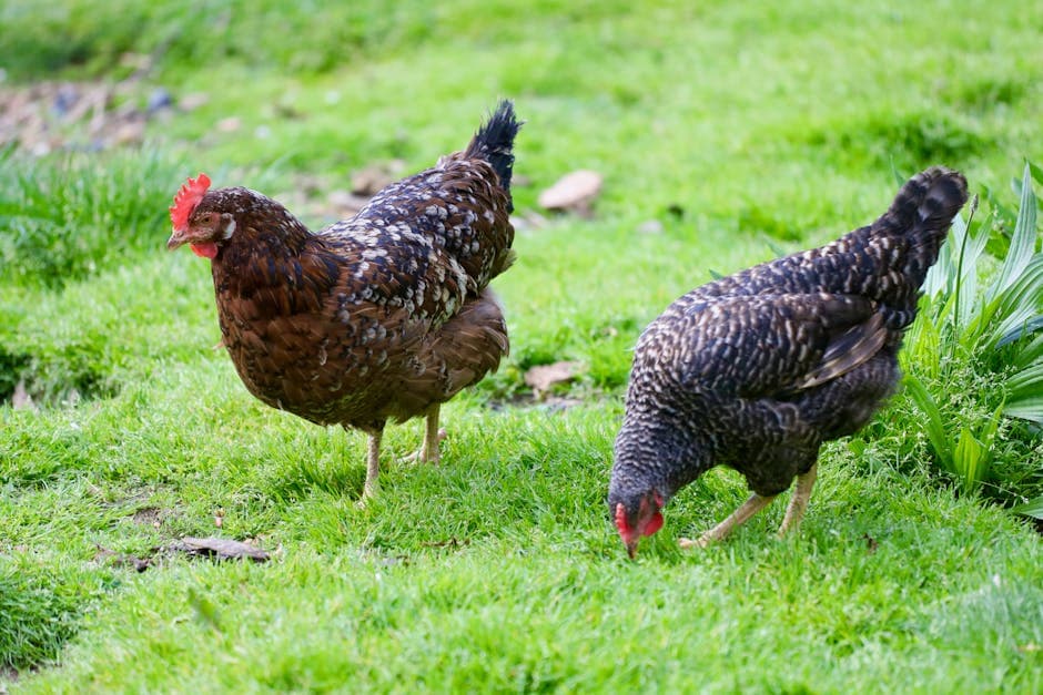 Two hens pecking and exploring on a green field