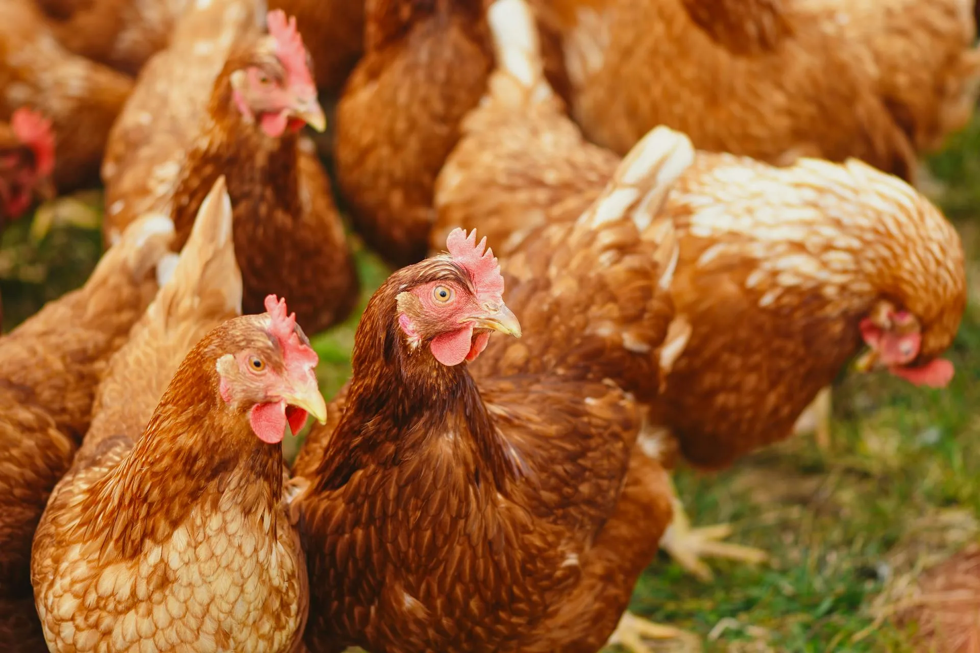 Raising Chickens in Iowa: Laws, Breeds, Climate