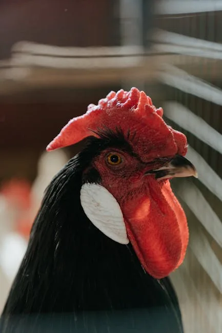 Close-up of a healthy rooster with vibrant red comb and wattles in a chicken coop