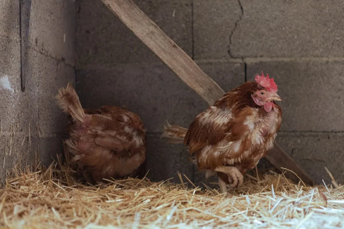 Free-range chickens on green grass