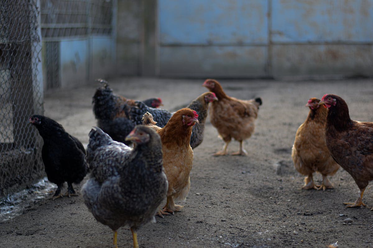 Chickens in a winter farm setting