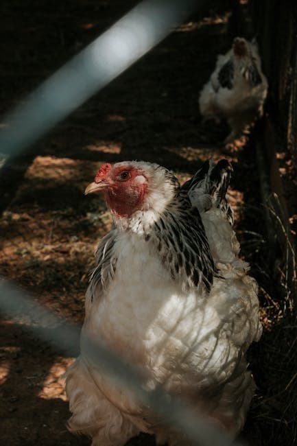 White Leghorn chickens in a shaded farm enclosure with proper housing