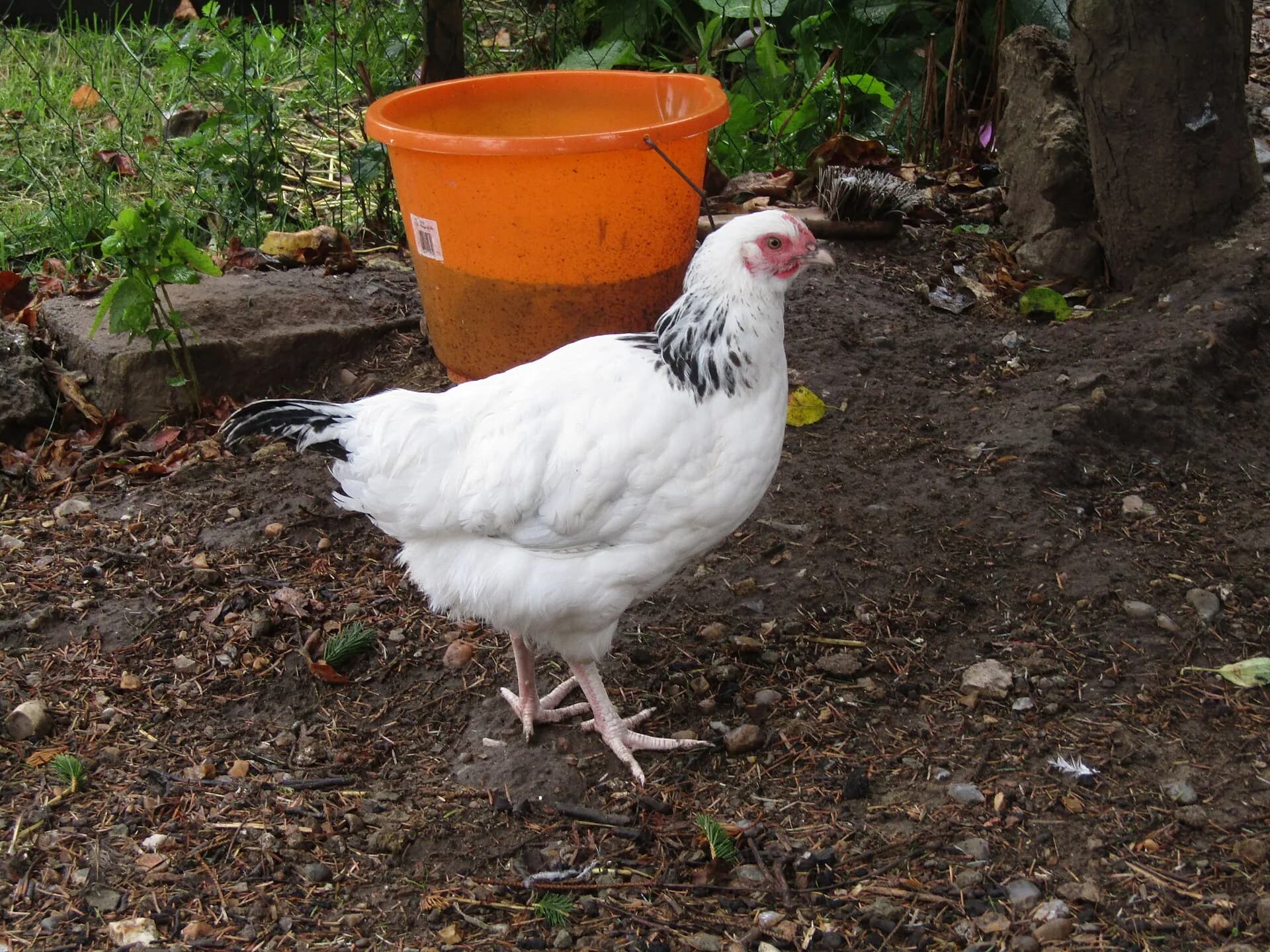 Young Light Sussex chicken showing the white body and black neck markings