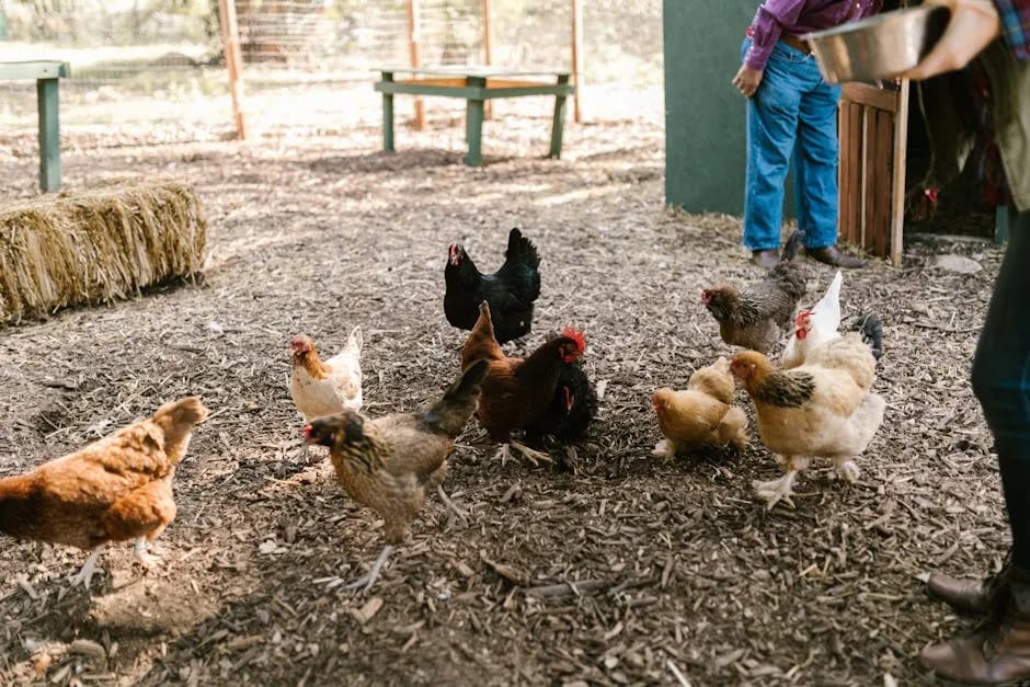 Raising Chickens in Louisiana: Laws, Breeds, Climate