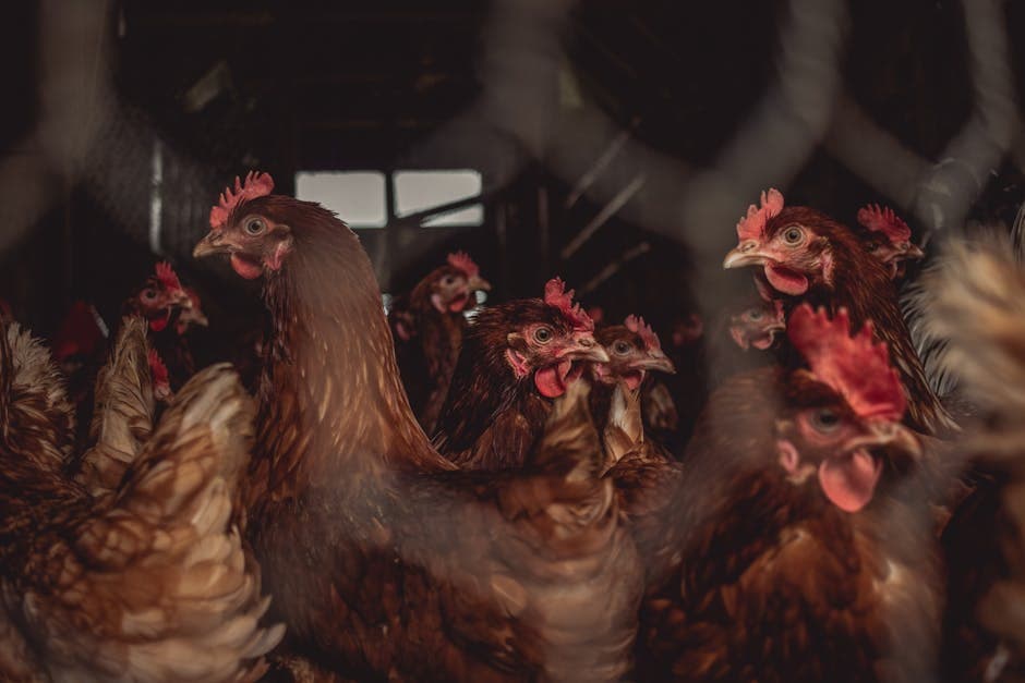 Brown hens in a well-ventilated coop