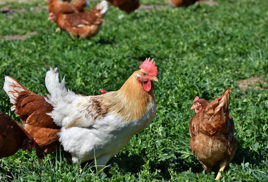 Free-range chickens on green grass
