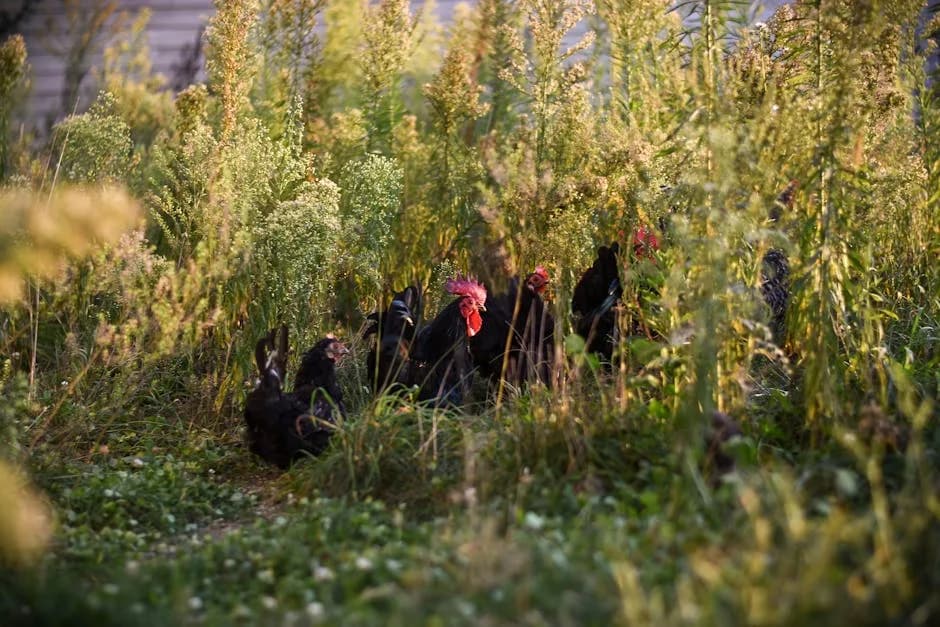 Raising Chickens in Maryland: Laws, Breeds, Climate