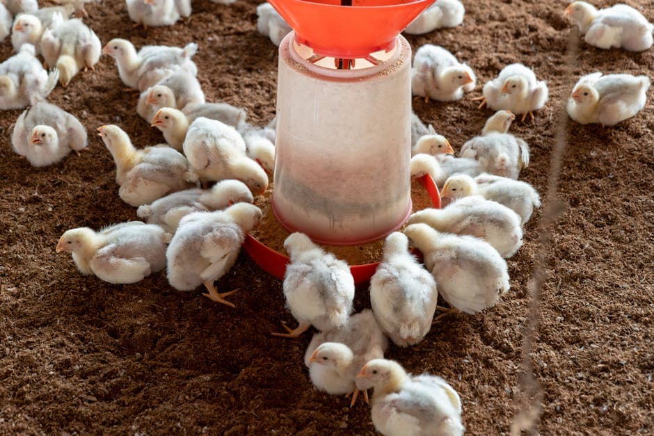 Raising Chickens for Meat: A Complete Beginner's Guide