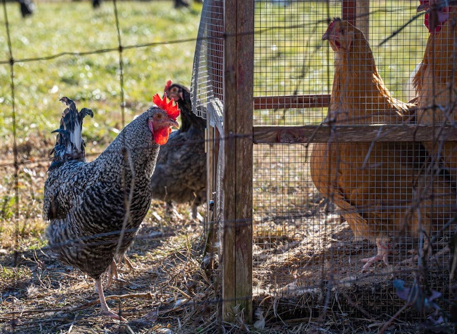 A movable chicken tractor on grass