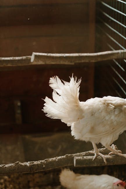 Chicken coop in a backyard setting