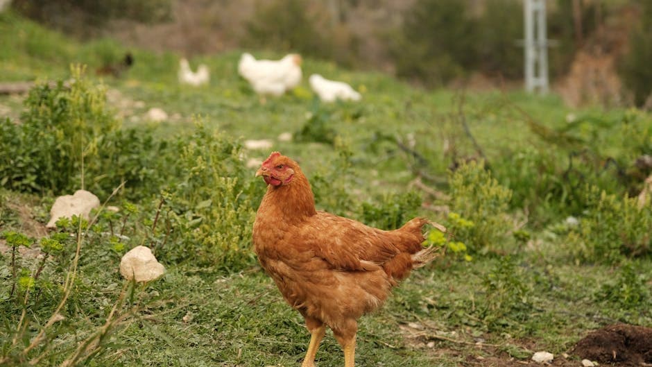 Free-range chickens in a backyard