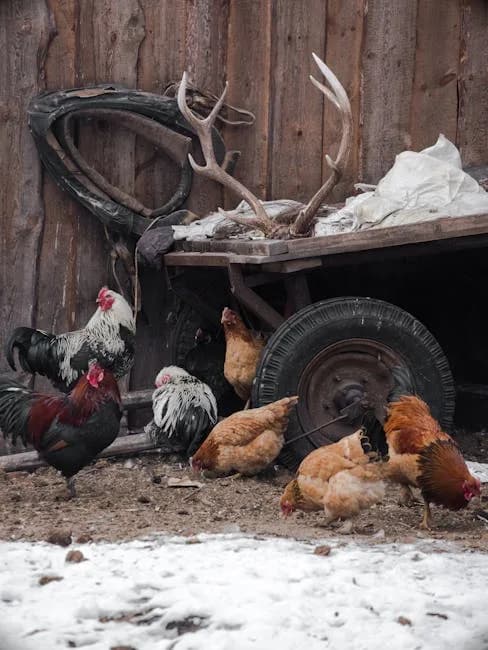 Raising Chickens in Minnesota: Laws, Breeds, Climate