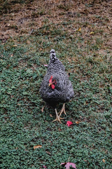 Plymouth Rock chicken free-ranging on grass with autumn leaves