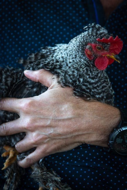 Plymouth Rock chicken being held gently showing their docile temperament