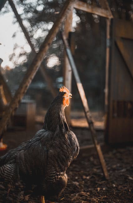 Barred Rock chicken perched in a backyard coop at sunset