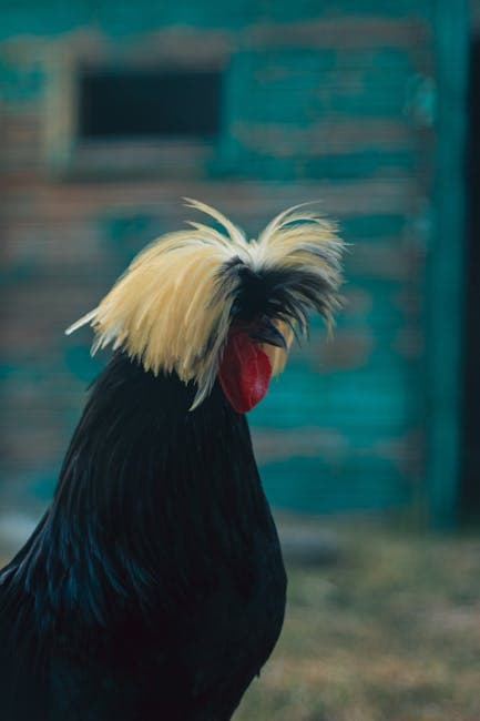 Polish Chicken: Complete Breed Guide (Crest Care, Eggs, Temperament)