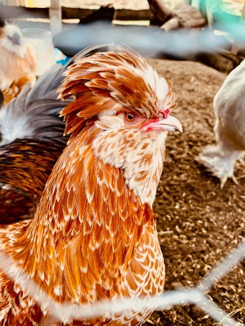 Vibrant Polish chicken with colorful crest feathers in a farm enclosure