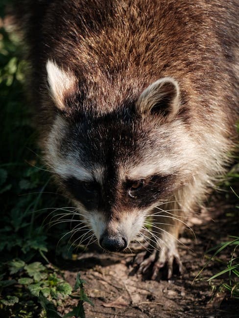 Raccoon exploring the forest floor, a common nocturnal chicken predator