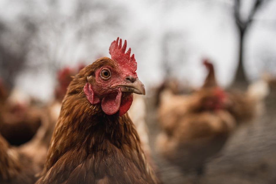 Rhode Island Red chicken close-up showing red comb and rich feather detail