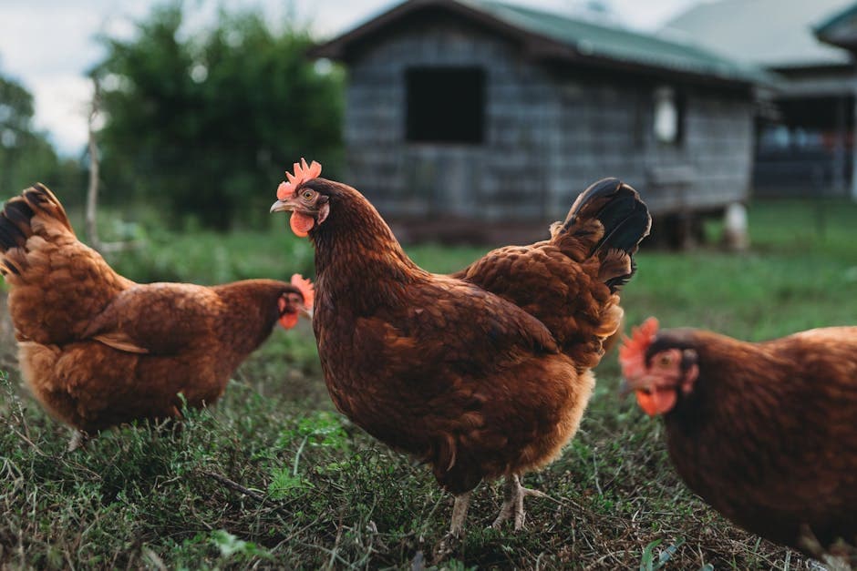 Three Rhode Island Red chickens grazing outdoors near a rustic shed
