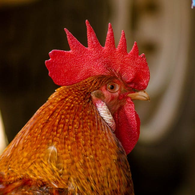 Close-up of a Rhode Island Red rooster showing vivid red comb and rich plumage