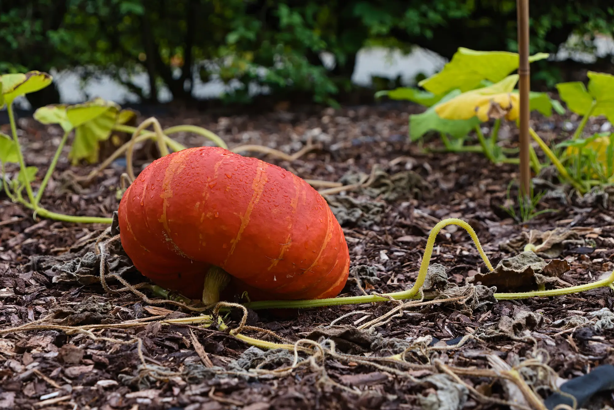 Can Chickens Eat Pumpkin? Seeds, Guts, and the Myth