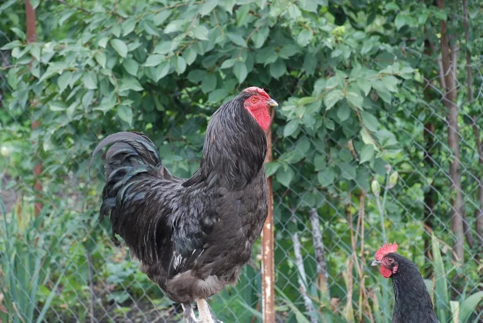 Rooster vs Hen: How to Tell the Difference