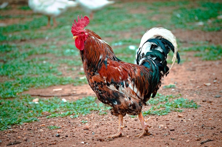 Rooster with striking black and white feathers standing in a farm setting