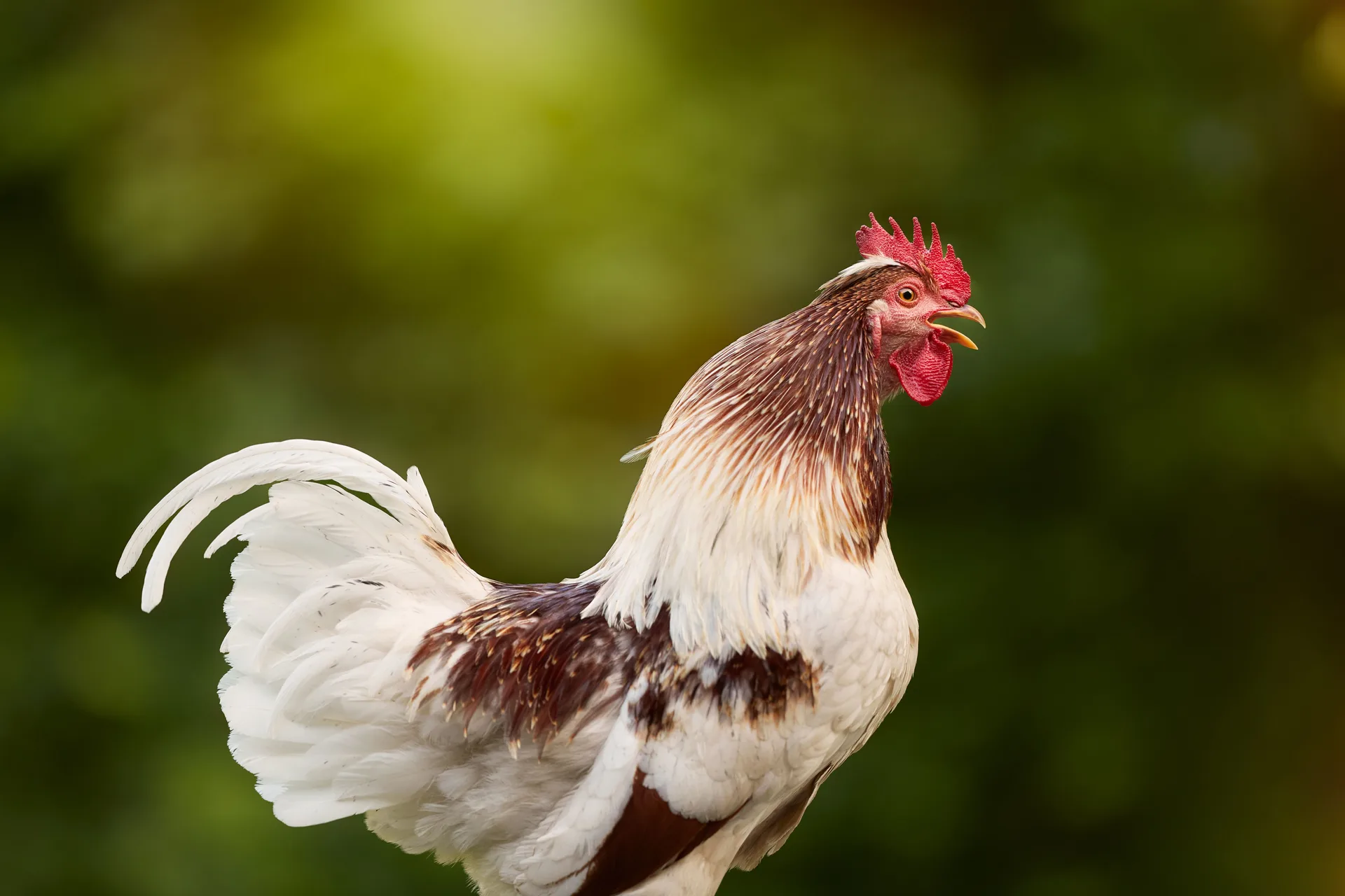 Chicken Sounds and What They Mean: A Guide to Flock Talk