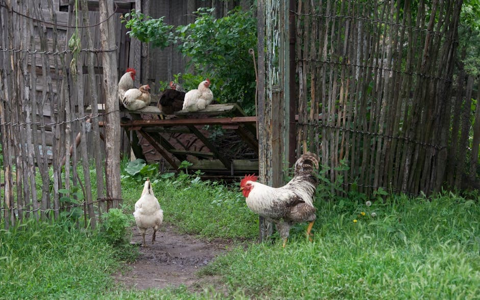 Free-range chickens and a rooster in a lush rural farmyard setting