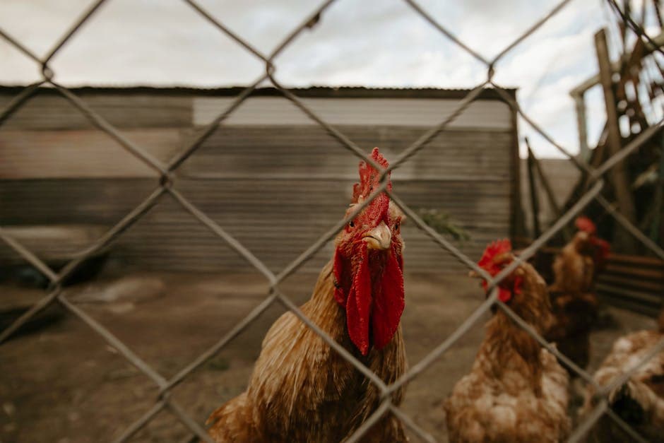 Roosters behind wire fencing in a predator-proof chicken run at dusk