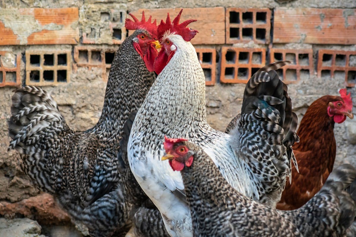 Roosters and hens in a barnyard showing diverse feather patterns