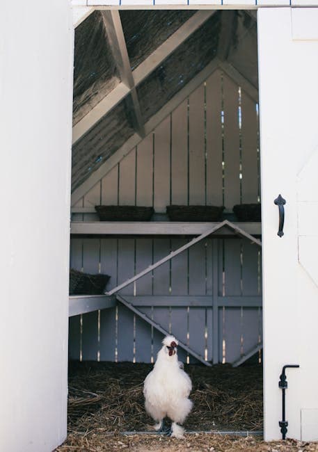 White Silkie chicken coming out of a wooden coop on a sunny day