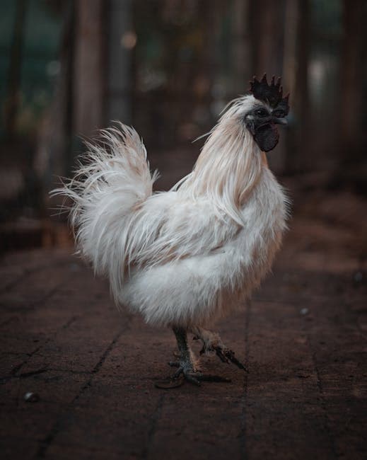 Close-up portrait of a white Silkie chicken showcasing its fluffy feathers
