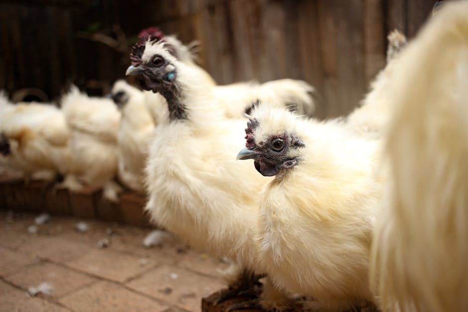 A group of Silkie chickens with distinctive fluffy feathers inside a chicken coop