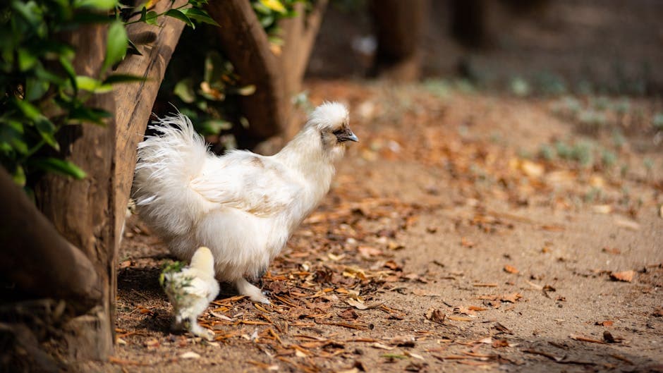 Silkie hen with chick walking together in a natural outdoor setting