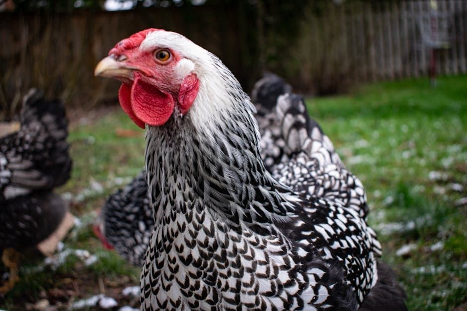 Silver Laced Wyandotte chicken with distinctive black-edged white feathers