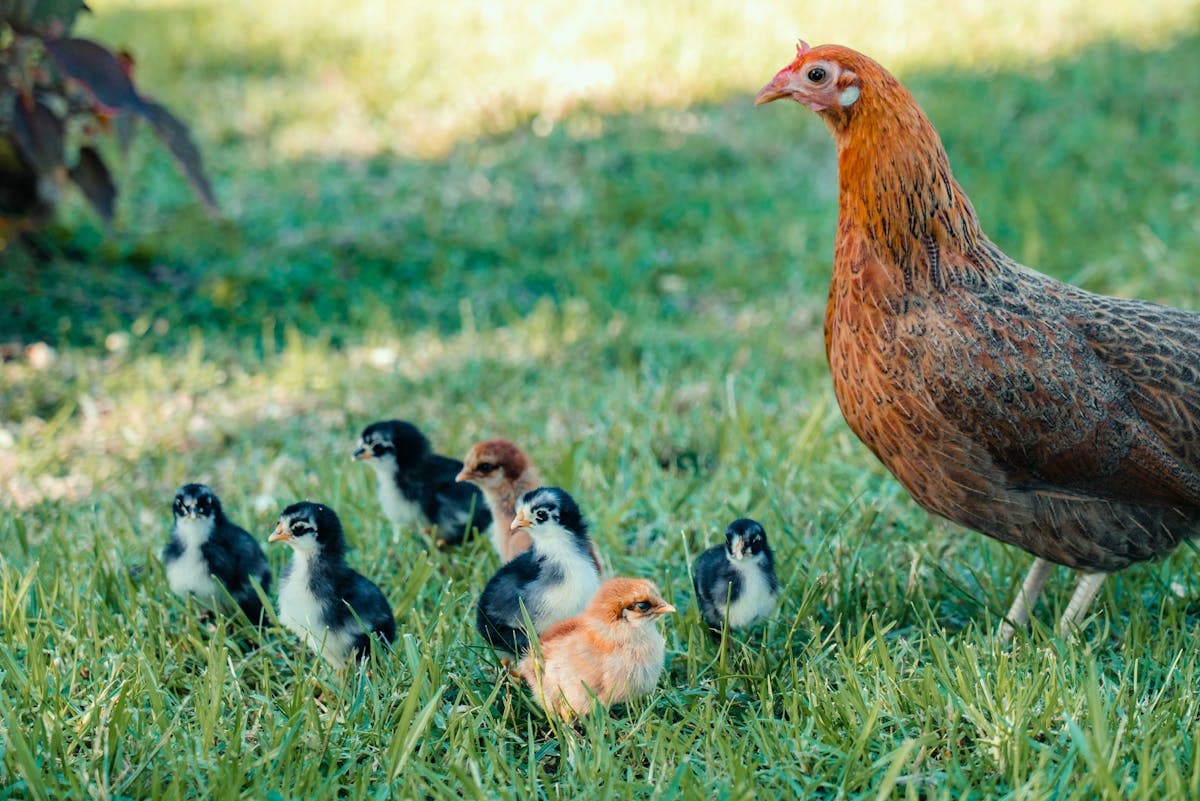A hen with her chicks on a grassy farm
