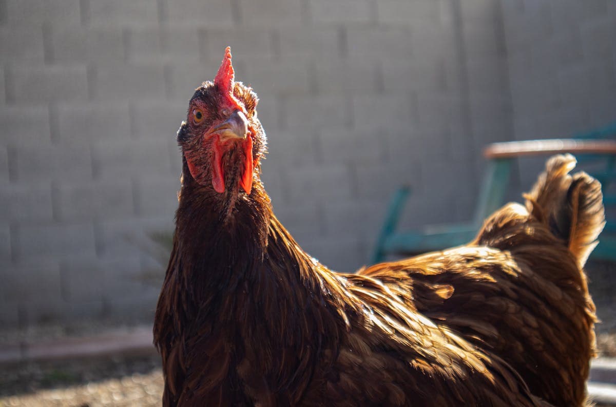 Rhode Island Red hen on a farm