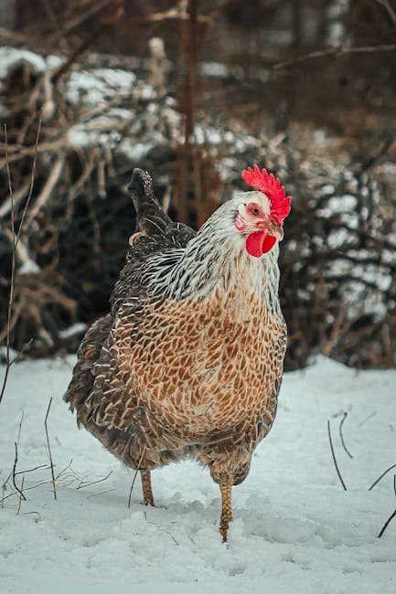 Speckled chicken standing on snowy winter ground