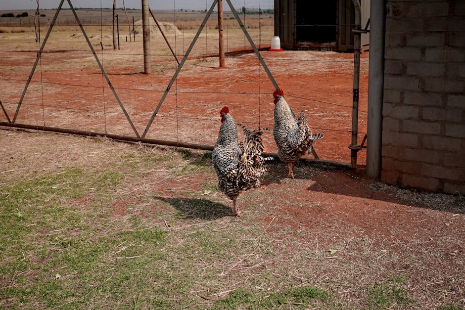 Two speckled chickens safely foraging near a fenced farm area